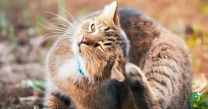 Chenilles processionnaires : les risques pour les chats