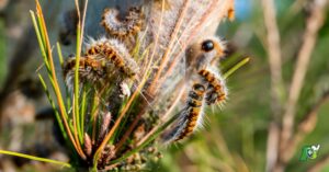Chenilles processionnaires : Révolution écologique dans la lutte