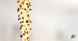 Comment se débarrasser définitivement des moucherons