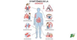 Les symptômes de la dengue : comment les reconnaître à temps