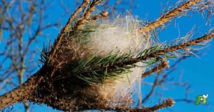 Les secrets pour débusquer la chenille processionnaire dans votre jardin