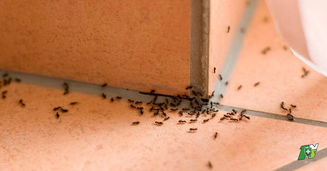 Comment se débarrasser des fourmis invasives : Guide de base