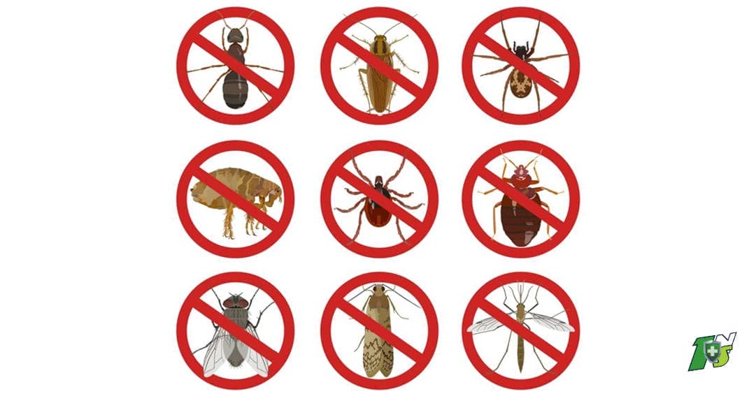 Pourquoi certains insectes sont nuisibles au jardin et à l'environnement ?