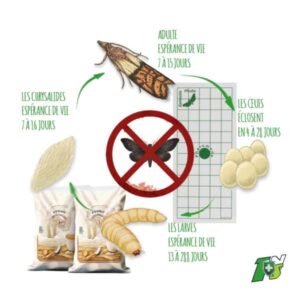 1nuisible1solution.com Pièges à Mites Alimentaires GEO-PAD