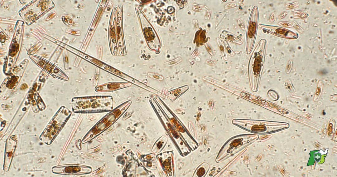 La terre de diatomée : Guide de base